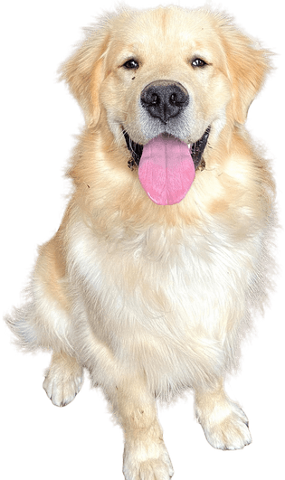smiling brown dog