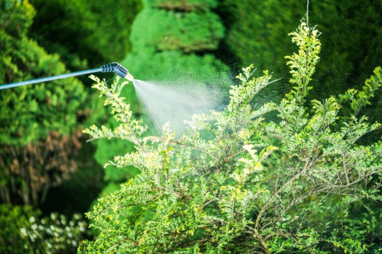 An individual spraying insecticide in the garden