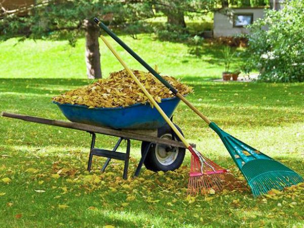 raking leaves and cleaning up a yard during the spring/fall season