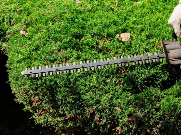 cutting-bushes-with-hedge-trimmer-gardener