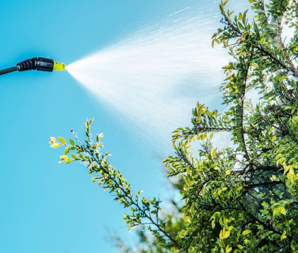 spraying-insecticide-on-tree